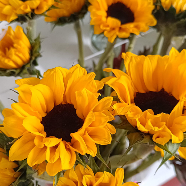 Girasoles (x unidad)