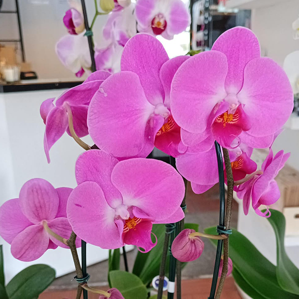Orquídea Péndulas