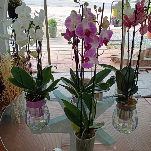 Orquídea